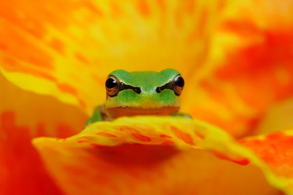 Hyla frog head on a yelow and orange flower contrast — Stock Photo, Image