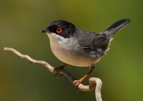 Beautiful Sylvia melanocephala warbler perched on a branch — Stock Photo, Image