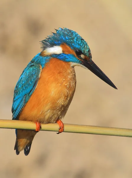 Common Kingfisher Alcedo atthis perched on a cane — Stock Photo, Image