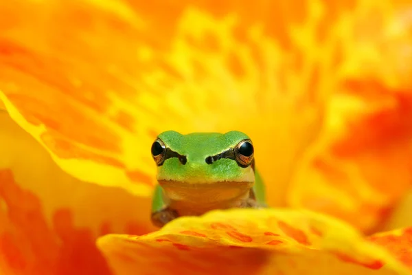 Sarı ve turuncu bir çiçek olarak yeşil ağaç kurbağası — Stok fotoğraf