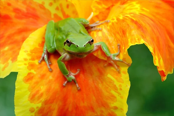 Sapo de árvore Hyla em uma flor desafiadora — Fotografia de Stock