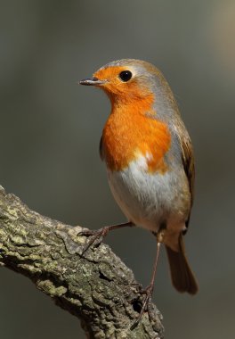 erithacus rubecula robin dal üzerinde tünemiş