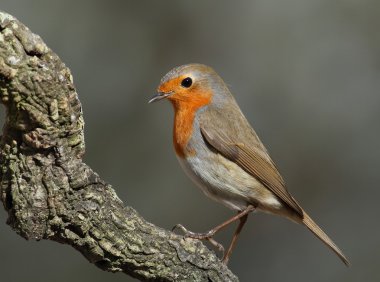 erithacus rubecula robin dal üzerinde tünemiş