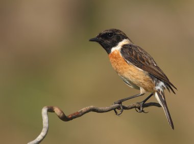 Saxicola torquatus ortak stonechat erkek bir dal üzerinde tünemiş