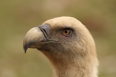 Gyps fulvus Kızıl akbaba baş portre