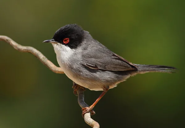 Bella Sylvia melanocephala parula — Foto Stock