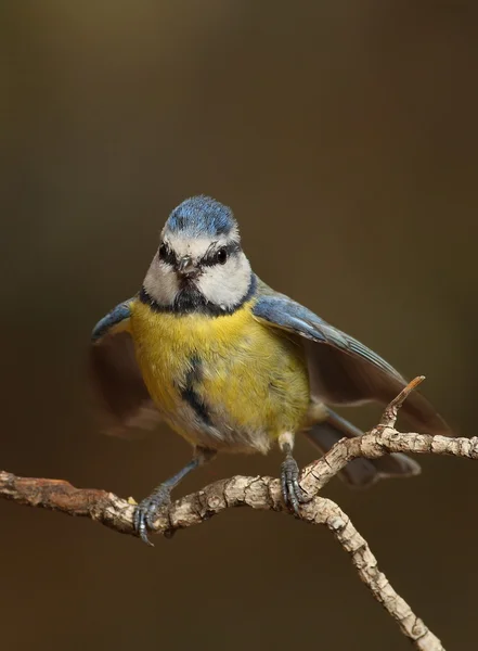 Parus caeruleus tit appollaiato su un ramo — Foto Stock