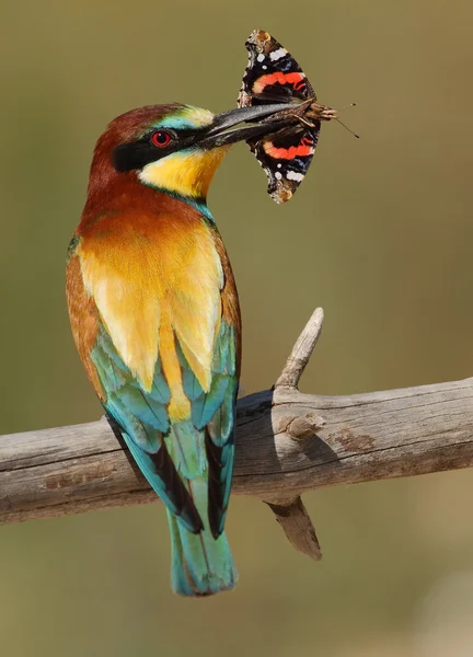 Merops apiaster mangeur d'abeilles avec un papillon — Photo