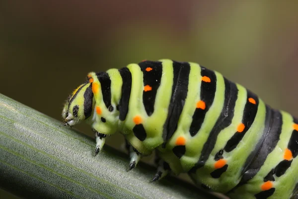 Papilio machaon caterpillar át a zöld növény száron — Stock Fotó