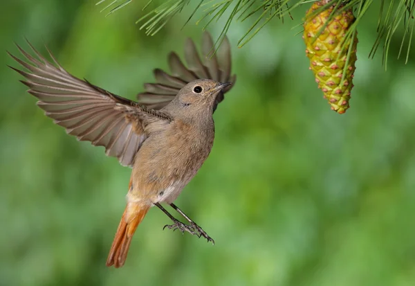 Uçan phoenicurus ochruros kızılkuyruk erkek — Stok fotoğraf