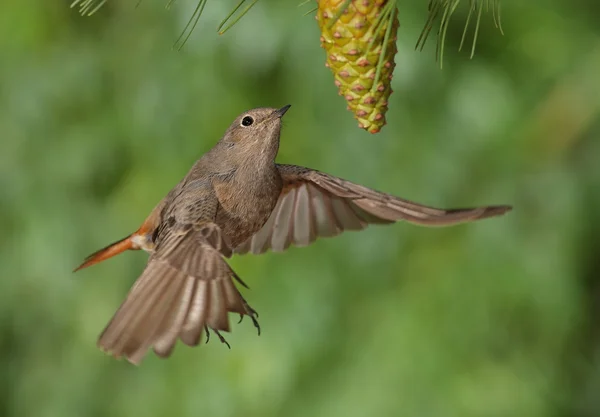 Phoenicurus ochruros rosso femmina in volo — Foto Stock