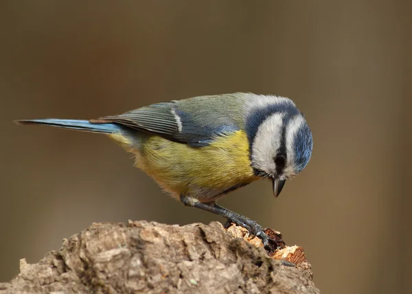 Parus caeruleus tit sur une branche à la recherche de nourriture — Photo