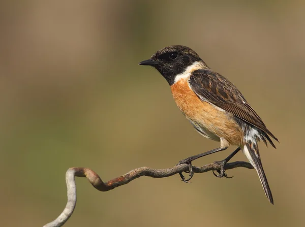 Saxicola torquatus common stonechat male perched on a branch — Stock Photo, Image