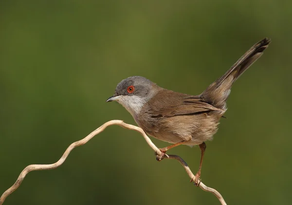 Bir dal üzerinde tünemiş güzel sylvia melanocephala ötleğen — Stok fotoğraf