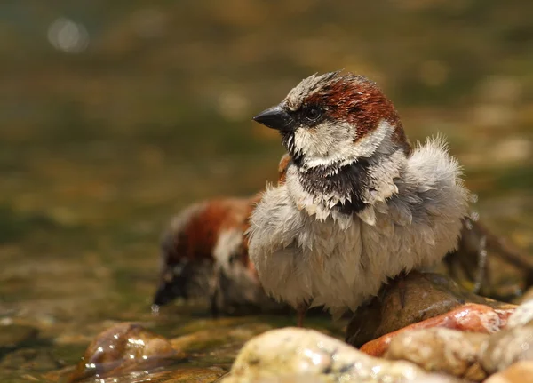 Passant domesticus Sperling badet in einem Fluss — Stockfoto