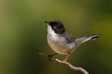 güzel sylvia melanocephala ötleğen