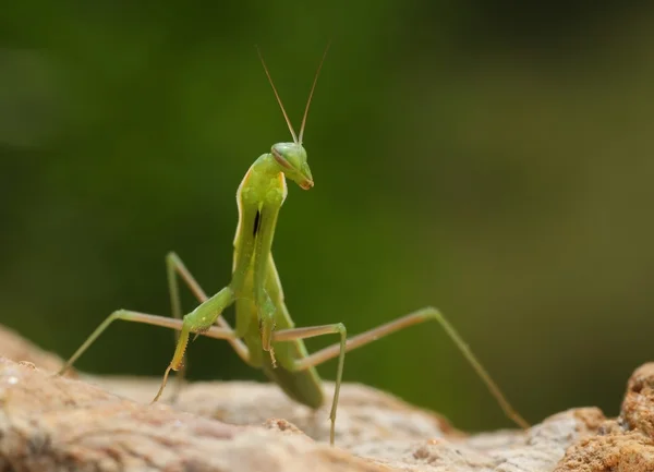 Green praying mantis on a stone