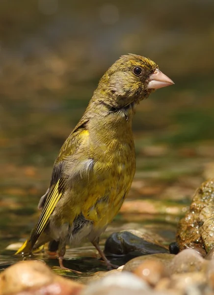 Carduelis chloris finocchio verde europeo — Foto Stock