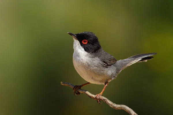 Beautiful Sylvia melanocephala warbler — Stock Photo, Image