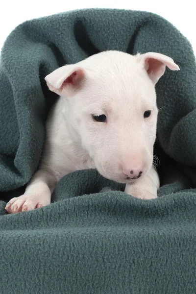 Blanco toro terrier cachorro bajo una manta verde —  Fotos de Stock