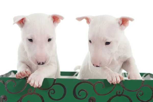 Dos cachorros toro terrier blancos en una caja verde —  Fotos de Stock