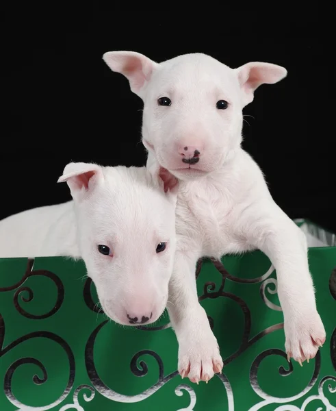 Dos cachorros toro terrier blancos en una caja verde —  Fotos de Stock