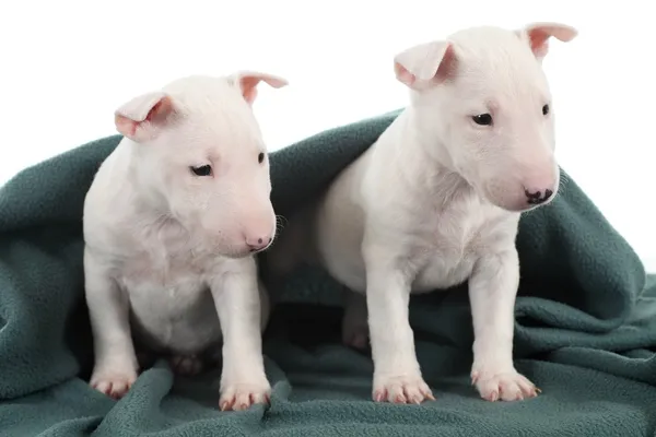 Dos cachorros toro terrier blancos bajo una manta verde —  Fotos de Stock