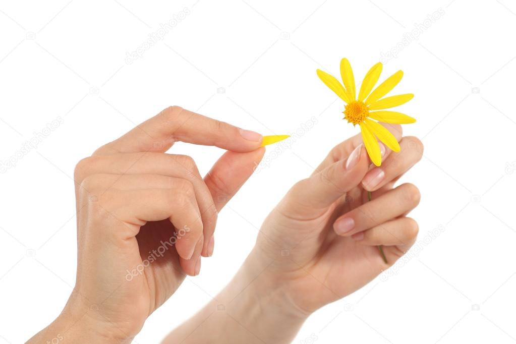 Woman hands defoliating a daisy