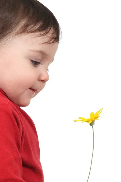 Dziecko obserwując daisy — Zdjęcie stockowe