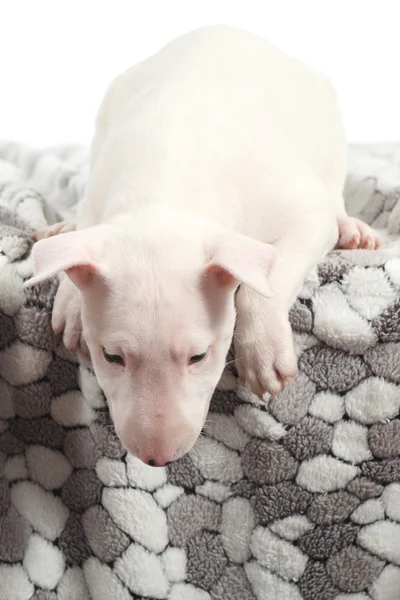 Bull terrier cachorro en una manta —  Fotos de Stock