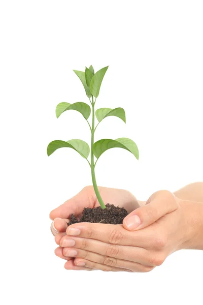 Poco renderizado de una planta que crece en manos de una mujer — Foto de Stock