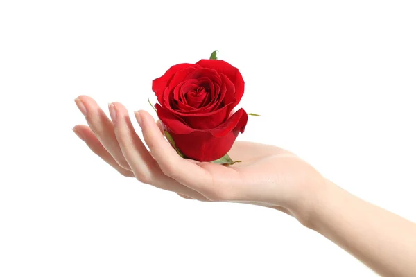 Hermosa mano de mujer sosteniendo una rosa roja — Foto de Stock