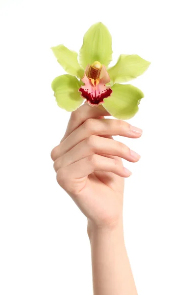 Beautiful woman hand holding up a green orchid — Stock Photo, Image