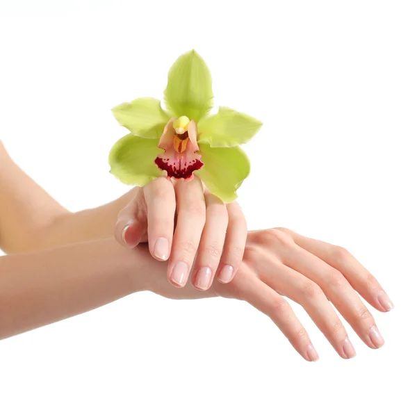 Όμορφη γυναίκα χέρια με μανικιούρ και ένα πράσινο ορχιδέα — Φωτογραφία Αρχείου