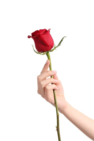 赤いバラを持つ美しい女性の手 — ストック写真