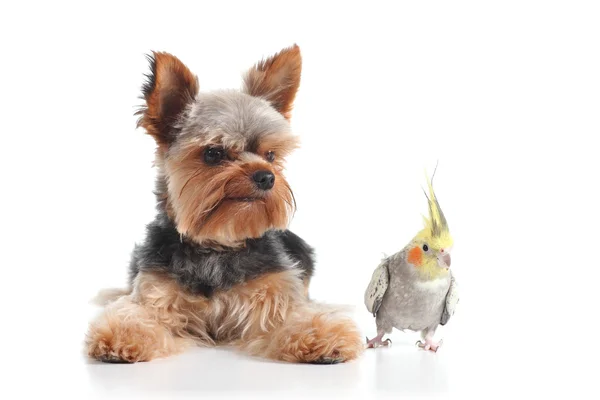 Huisdieren yorkshire Terriër puppy en Valkparkiet vogel samen poseren — Stockfoto
