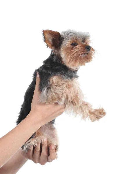 Mujer mano sosteniendo un yorkshire terrier mascota — Foto de Stock