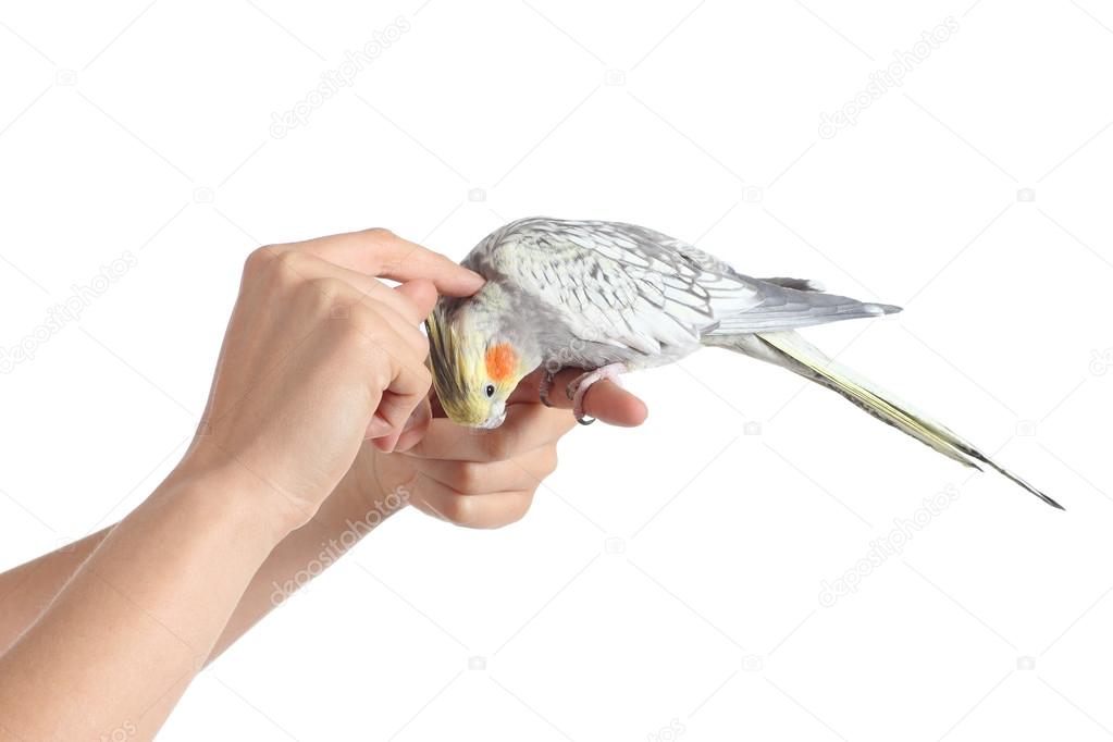Woman hand holding and caressing a cockatiel bird