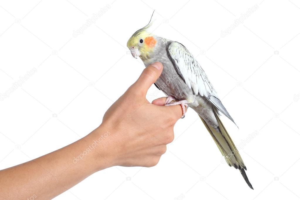 Woman hand holding and caressing with thumb a cockatiel bird