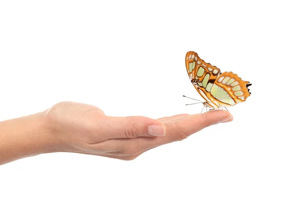 Kvinnan handen håller en vacker fjäril — Stockfoto