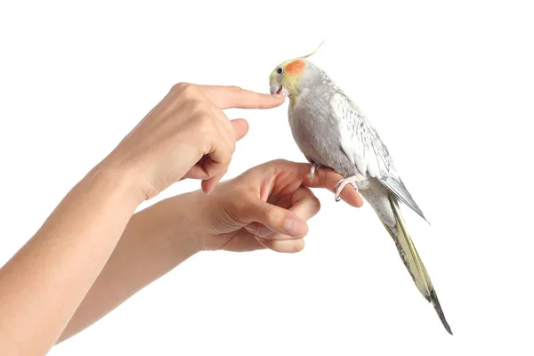 Kvinnan handen håller en nymfparakit fågel knapra sitt finger — Stockfoto