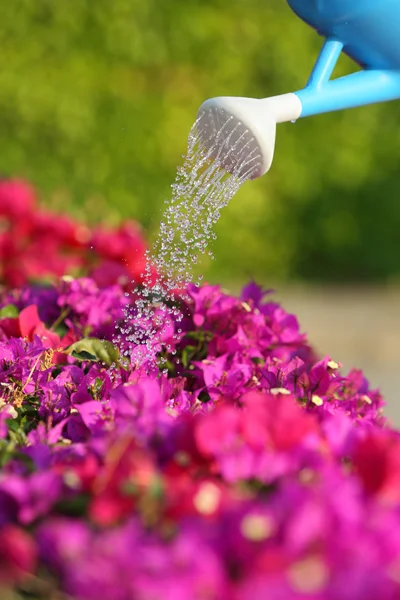 Water can watering a beautiful pink flowers — Stock Photo, Image