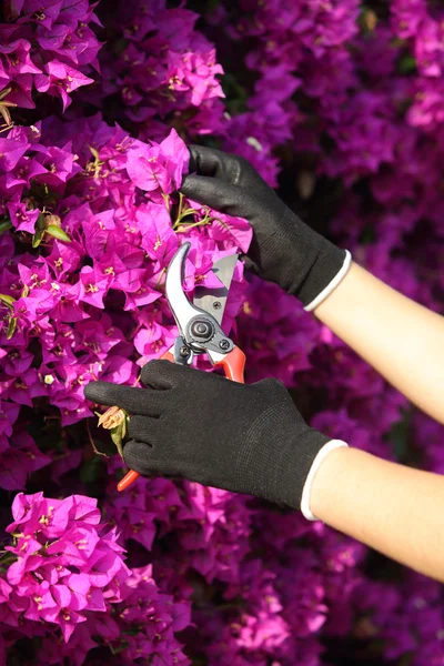 Gardener hands with gloves cutting flowers with secateurs — Stock Photo, Image