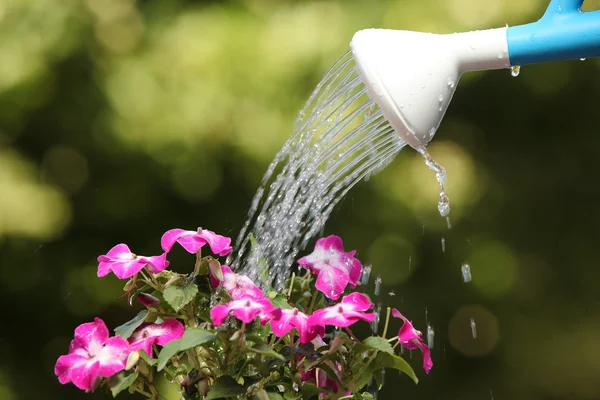 Su olabilir bir çiçek bitki sulama — Stok fotoğraf
