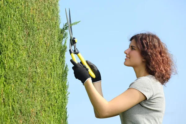 Gärtnerin schneidet Zypresse mit Gartenschere — Stockfoto