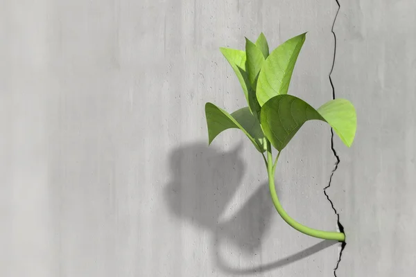 Little 3d plant growing on a concrete wall — Stock Photo, Image