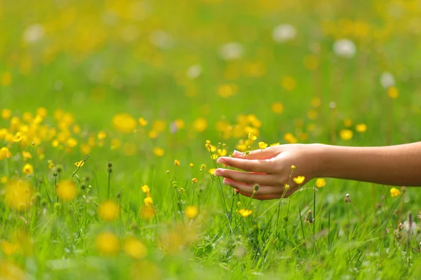 Close Portrait Woman Hands Touching Flowers Field Spring — Stock Photo, Image