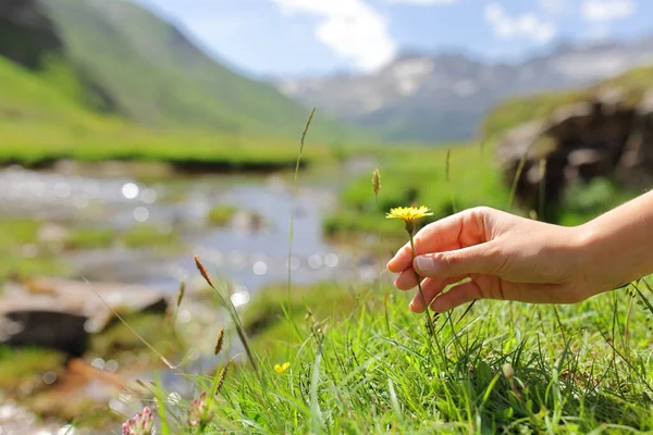 Close Portrait Woman Hand Grounding Touching Flower Green Mountain — ストック写真