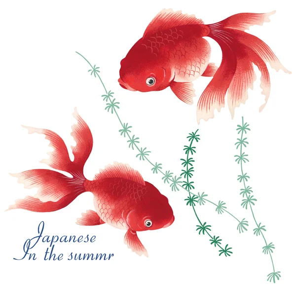 Giappone pesci rossi — Foto Stock