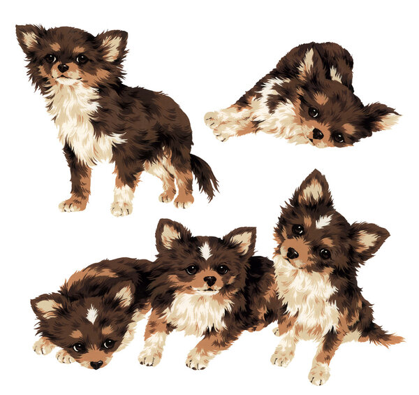 Красивая собака
